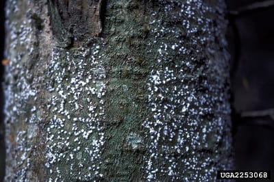 Balsam woolly adelgid looks like a white, waxy substance on the bark of a balsam tree.