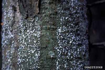 Balsam woolly adelgid looks like a white, waxy substance on the bark of a balsam tree.