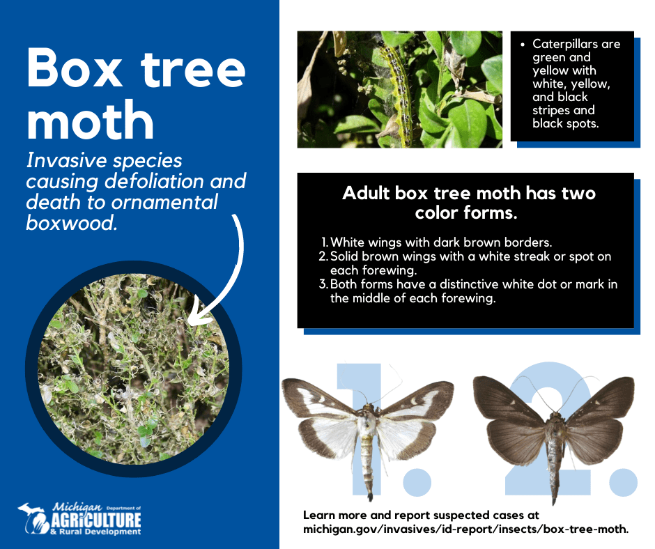 An identification guide showing photos of defoliated boxwood, a box tree caterpillar on leaves, and the light and dark color variations of box tree moth.