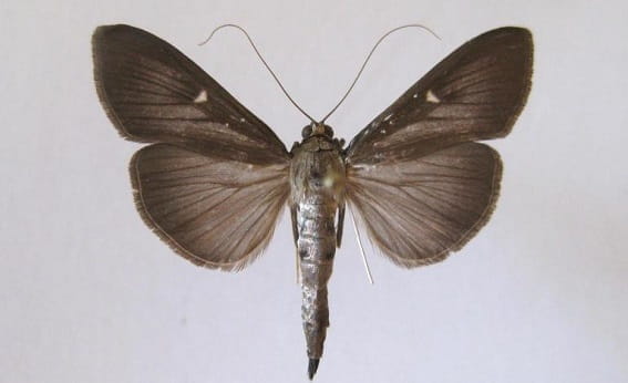 A pinned specimen of a box tree moth that is entirely brown except for one small, white spot on each forewing.