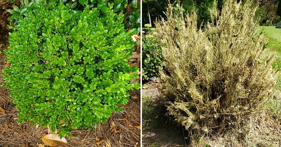 Side by side photos of a healthy boxwood bush (left) and a boxwood infested with box tree moth (right). The infested bush is brown and leaves have been skeletonized.