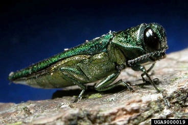 Emerald ash borer