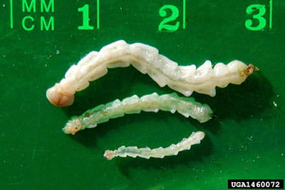 Emerald Ash Borer Larvae