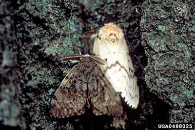 Male and female gypsy moths