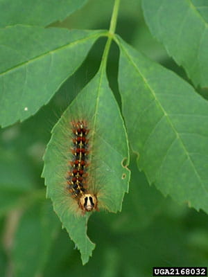 Gypsy moth caterpillar on leaf