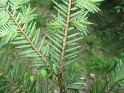 Hemlock branches appear flat