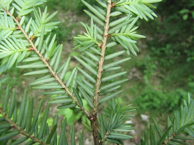 Hemlock branches appear flat