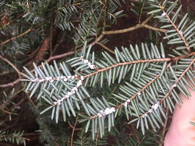 Eastern hemlock branch infested with hemlock woolly adelgid