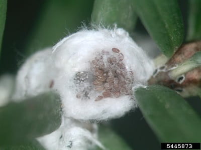 Hemlock woolly adelgid ovisac close-up