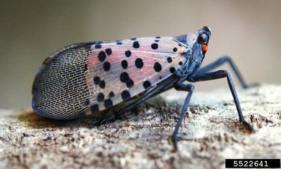 A side view of a spotted lanternfly adult with wings folded. Wings are pink to gray with black spots.