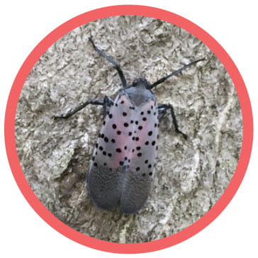 Adult stage spotted lanternfly with closed wings on a tree