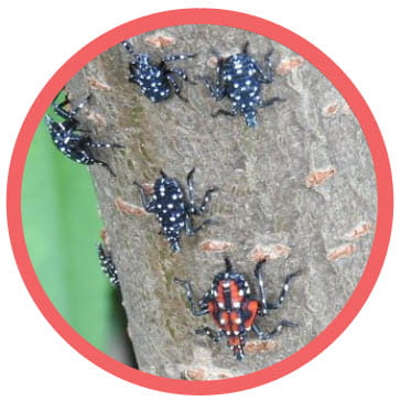 Juvenile stage spotted lanternfly on a green leaf