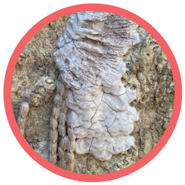 Spotted lanternfly egg mass on a tree