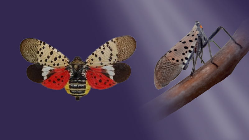 Adult spotted lantern fly with wings open and wings closed