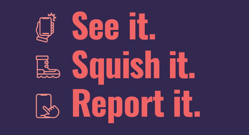 A purple box with the text See it Squish it Report it