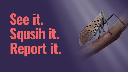 A spotted lantern fly with the text See it. Squish it. Report it.