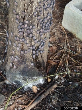 Adult spotted lanternflies cluster on a tree trunk