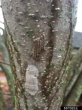 Spotted lanternfly egg masses on a tree trunk