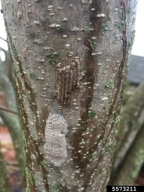 Spotted lanternfly egg masses on a tree trunk