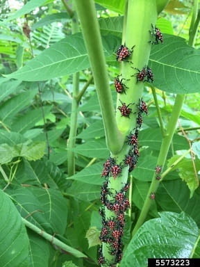 Several immature spotted lanternflies on a stem