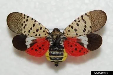 Spotted lanternfly with wings open