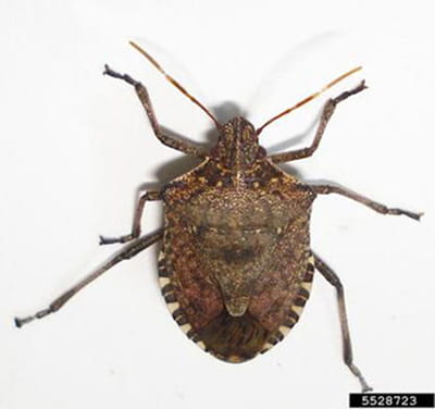 Marmorated sales stink bug