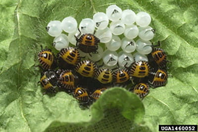 Juvenile stink bugs and eggs