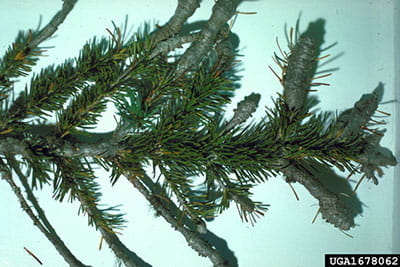balsam woolly adelgid