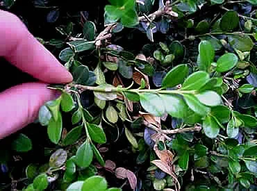 A thumb and forefinger hold a leafed boxwood twig in front of a boxwood shrub.