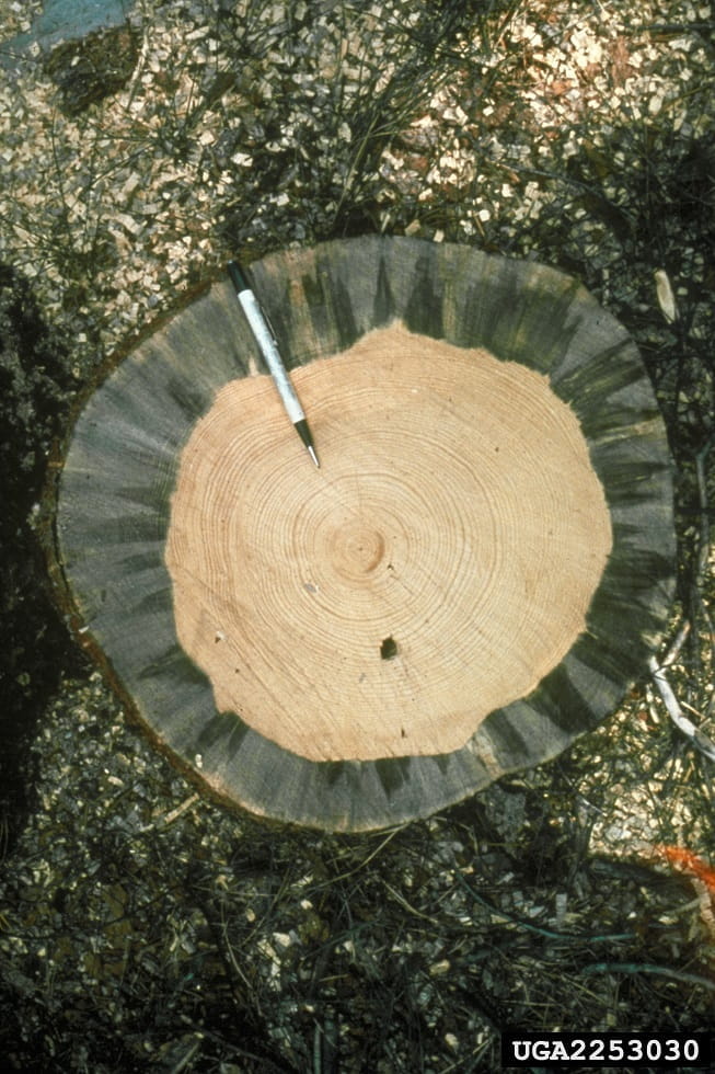 A view from the top of a cut stump of a pine infected with blue stain virus. An ink pen near the top indicates the approximate four-inch depth of the blue stain.