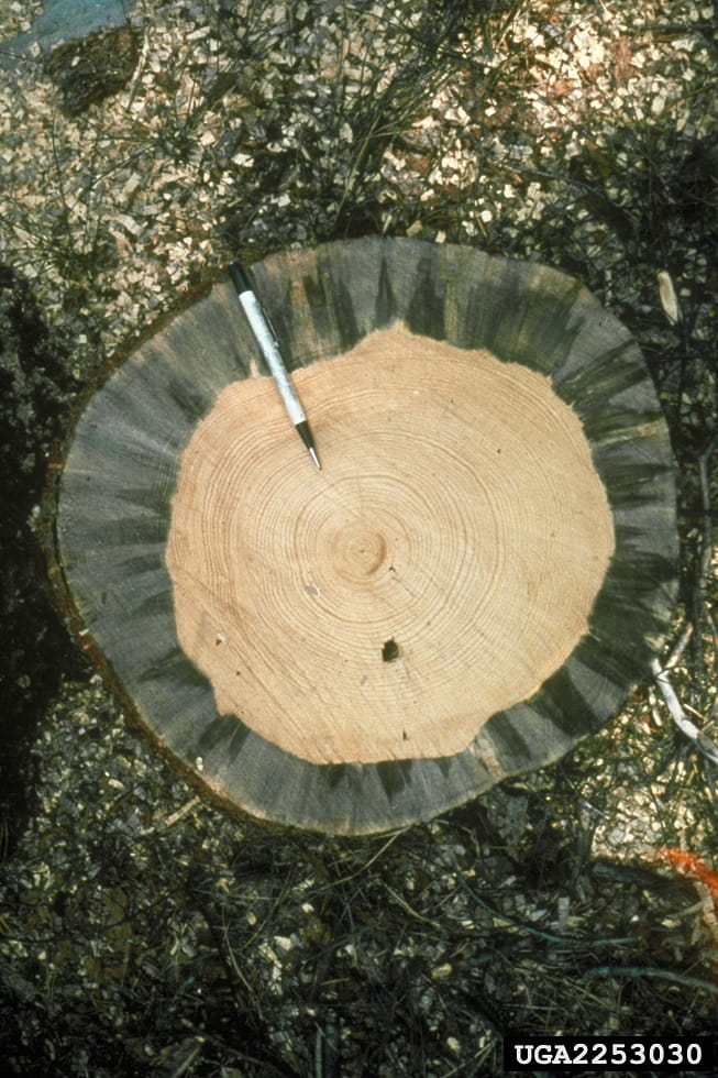 A view from the top of a cut stump of a pine infected with blue stain virus. An ink pen near the top indicates the approximate four-inch depth of the blue stain.
