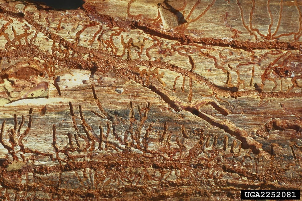 The inner bark of a pine tree shows long and many-branched tunnels caused by mountain pine beetle boring.