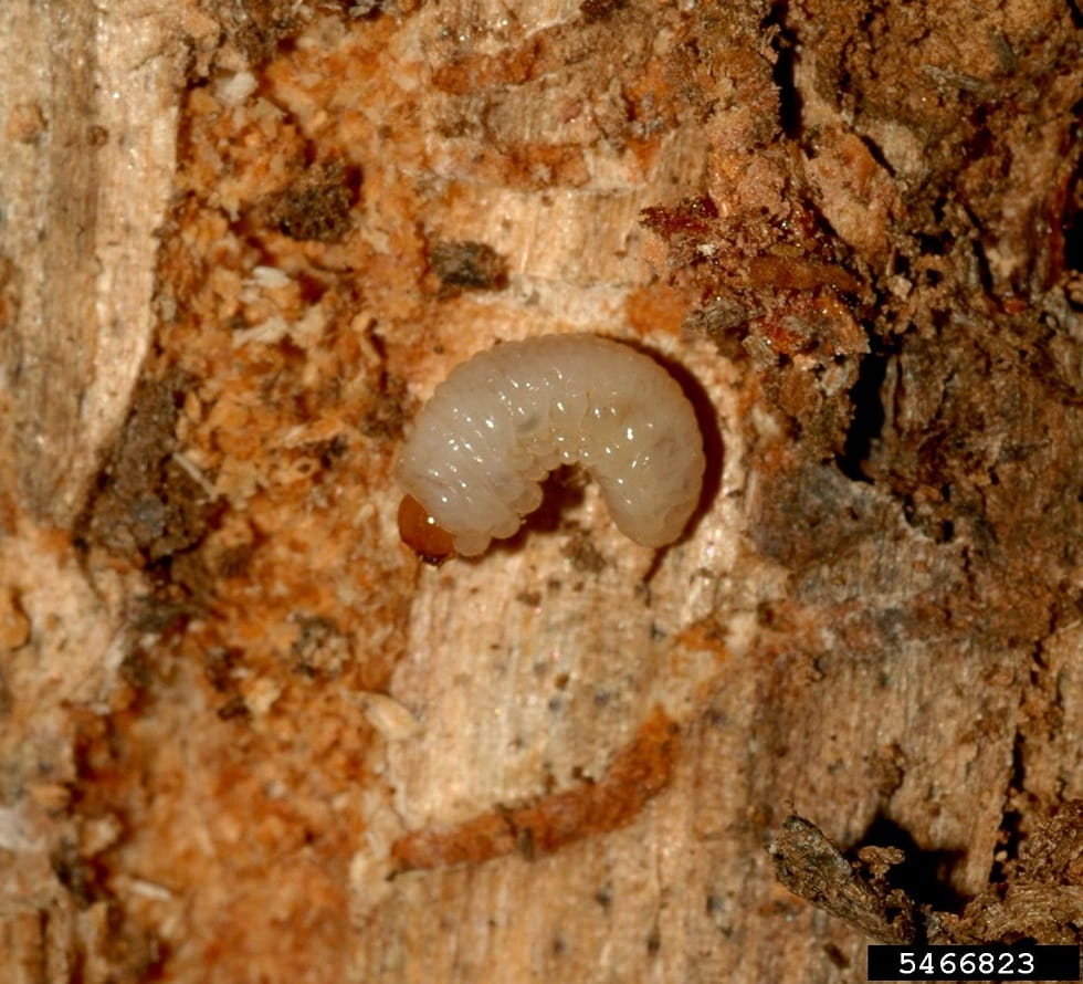 A C-shaped, shiny white grub with an orange head on the inner bark of a pine tree.