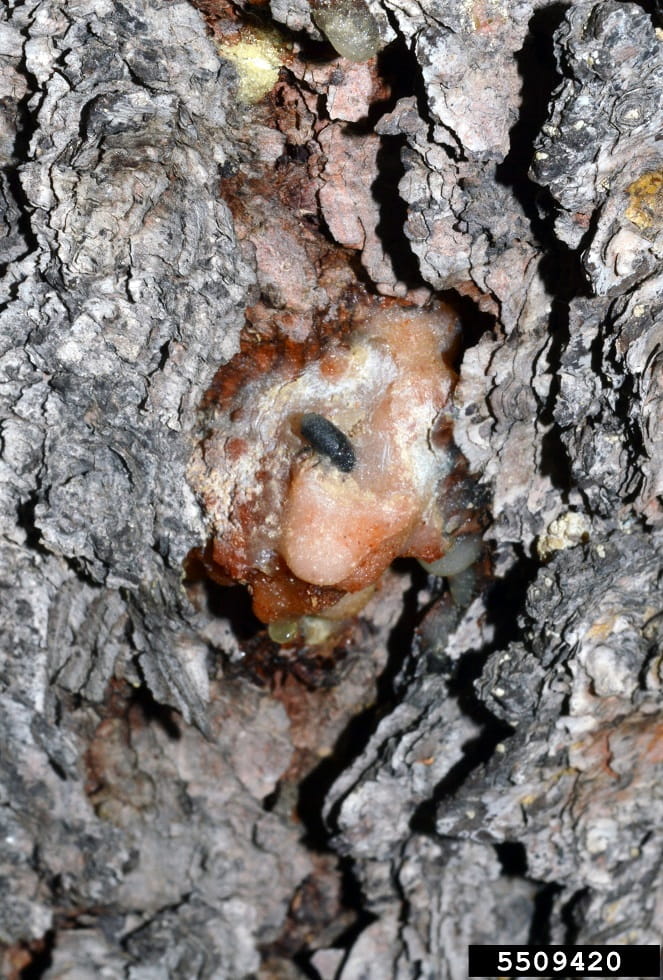 A dark brown beetle at the center of a pinkish-white plug of pitch that's emerged from the rough bark of a pine tree.