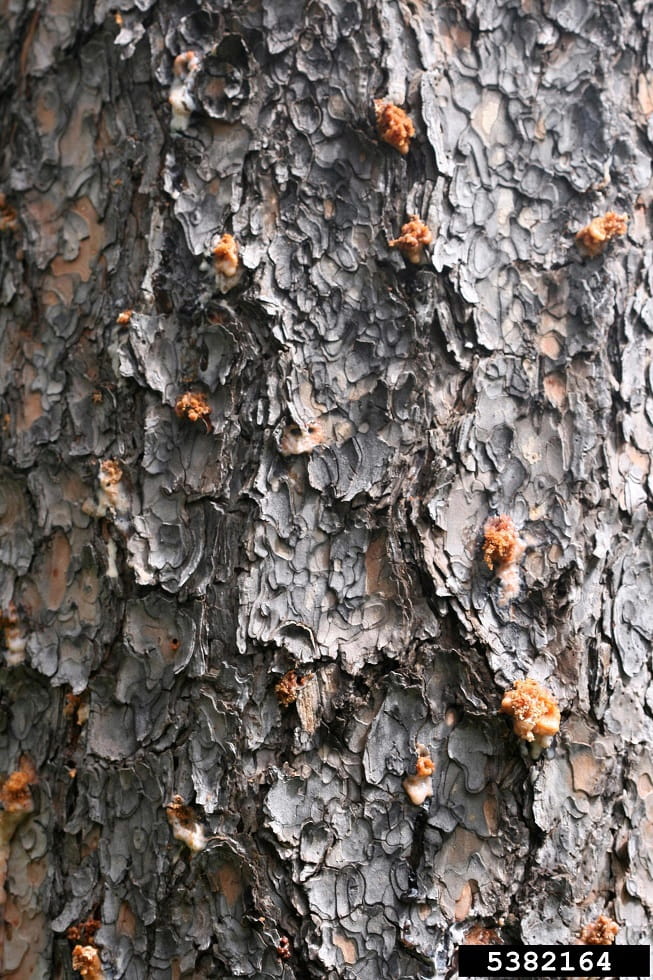 Over one dozen  small, orange globs of pitch dot the scaly gray bark of a pine tree.