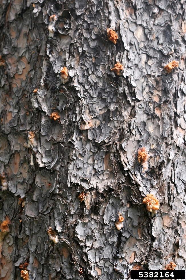 Over one dozen  small, orange globs of pitch dot the scaly gray bark of a pine tree.