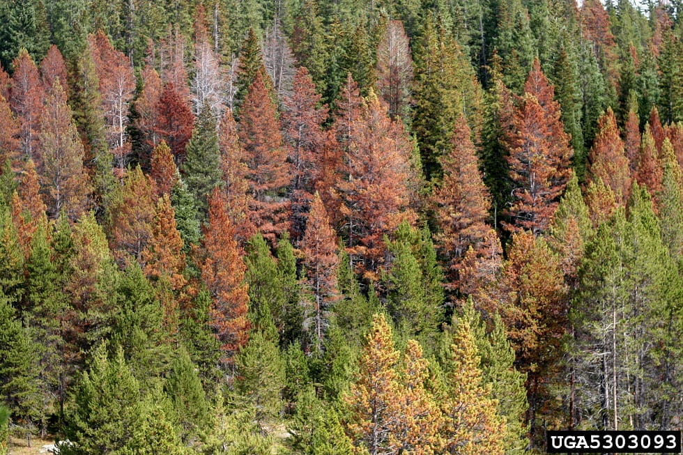 A pine forest with a band of brown trees affected mountain pine beetle extending across the center of the photo.