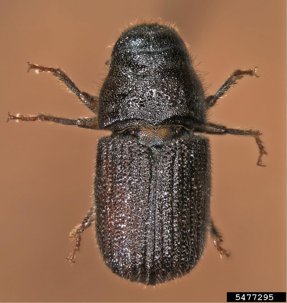 The mountain pine beetle is about the size of a grain of rice, brown and fairly nondescript. 