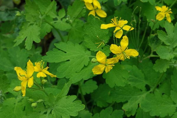 A greater celandine plant in bloom
