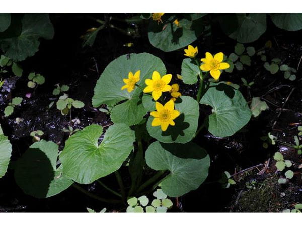 A marsh marigold plant showing yellow flowers.