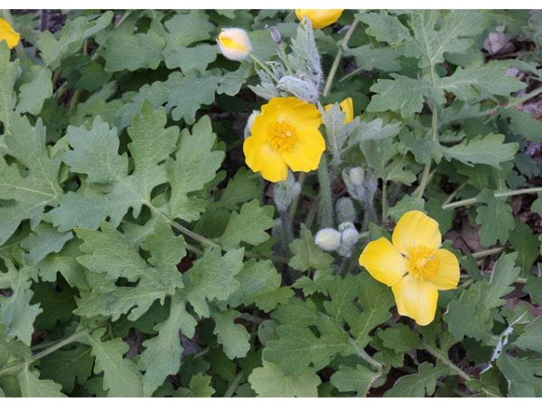 A wood poppy plant in bloom.