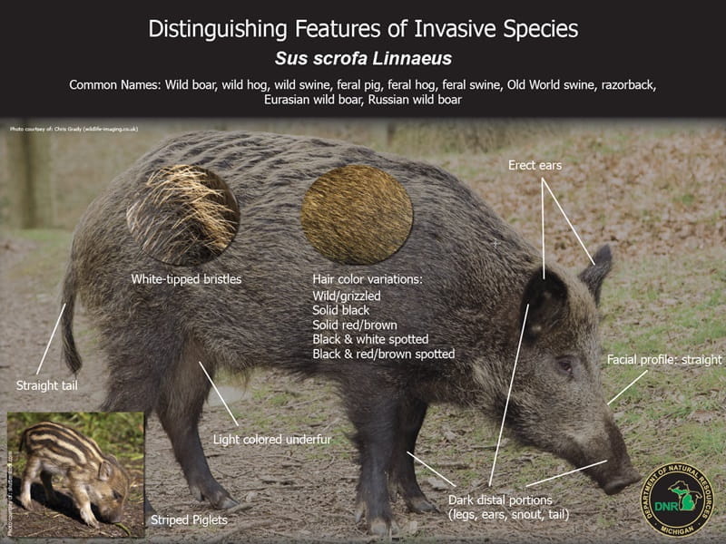 illustration showing the characteristics of prohibited swine