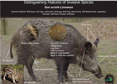 illustration showing the characteristics of prohibited swine