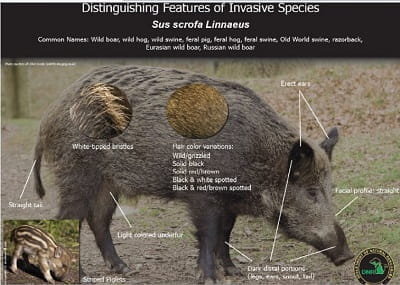 Wild Pigs – Invasive Species Centre