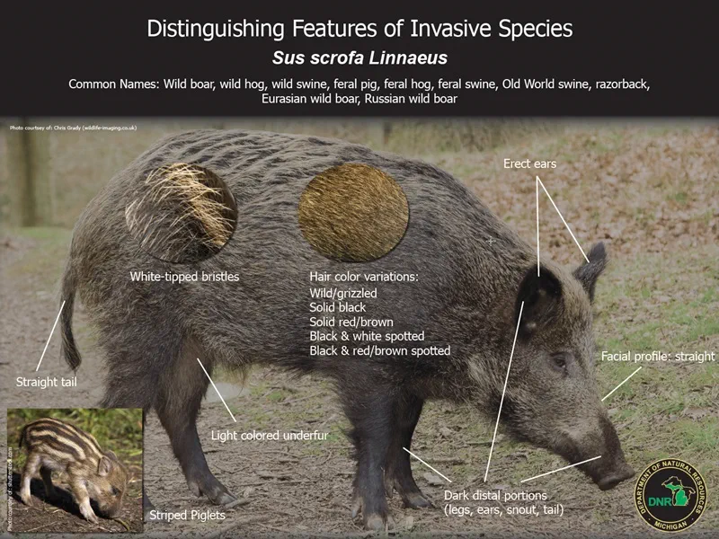 illustration showing the characteristics of prohibited swine