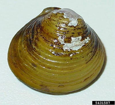 Clam classification deals