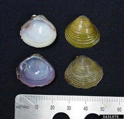 Four Asian clam shells are placed above a ruler, indicating their length at approximately 20 centimeters.