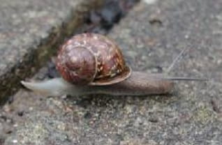 brown garden snail