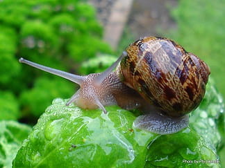 Brown garden snail