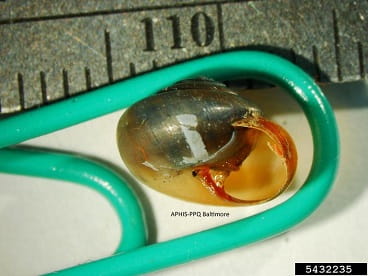 carthusian snail